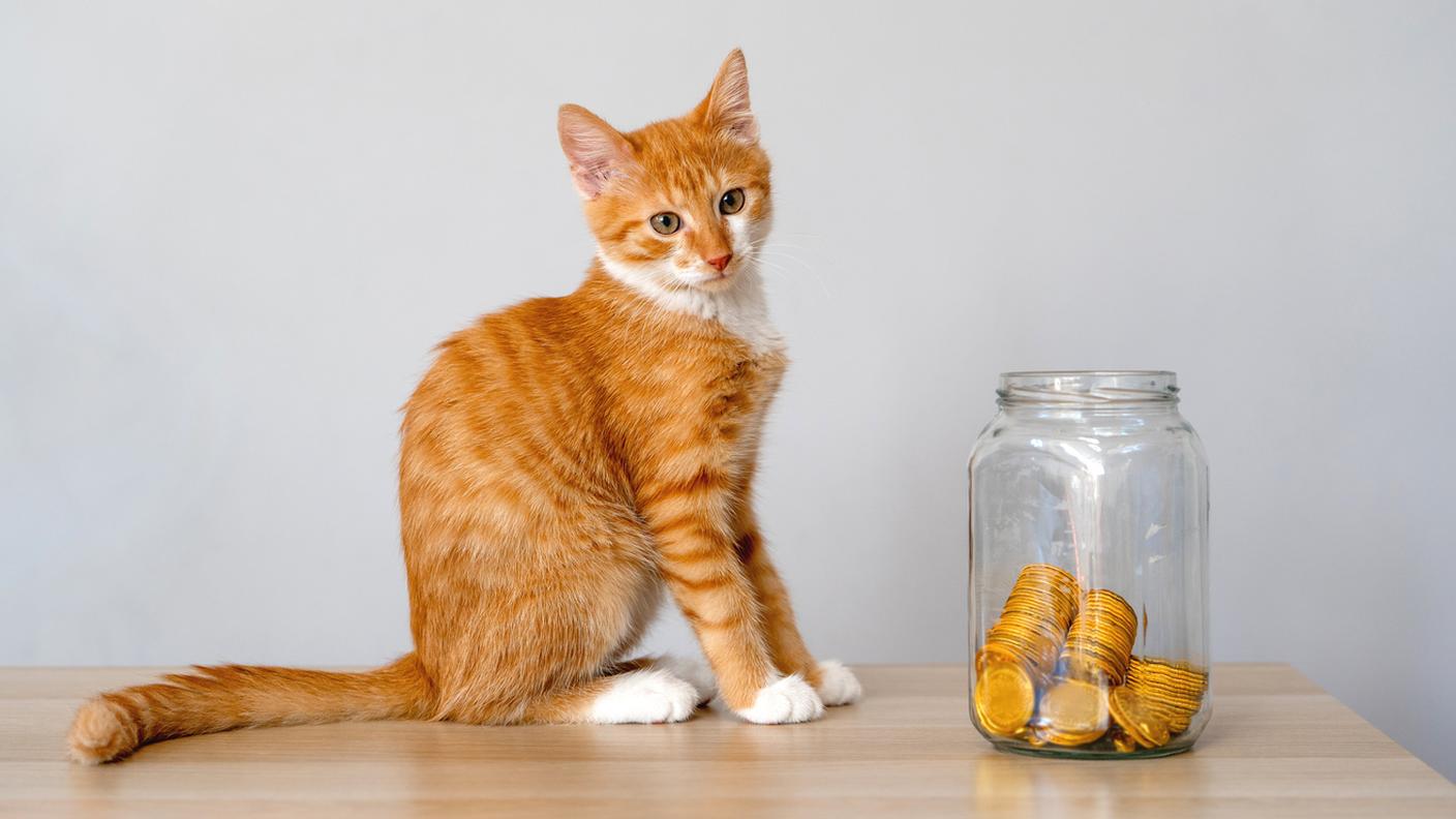 Pet Economy