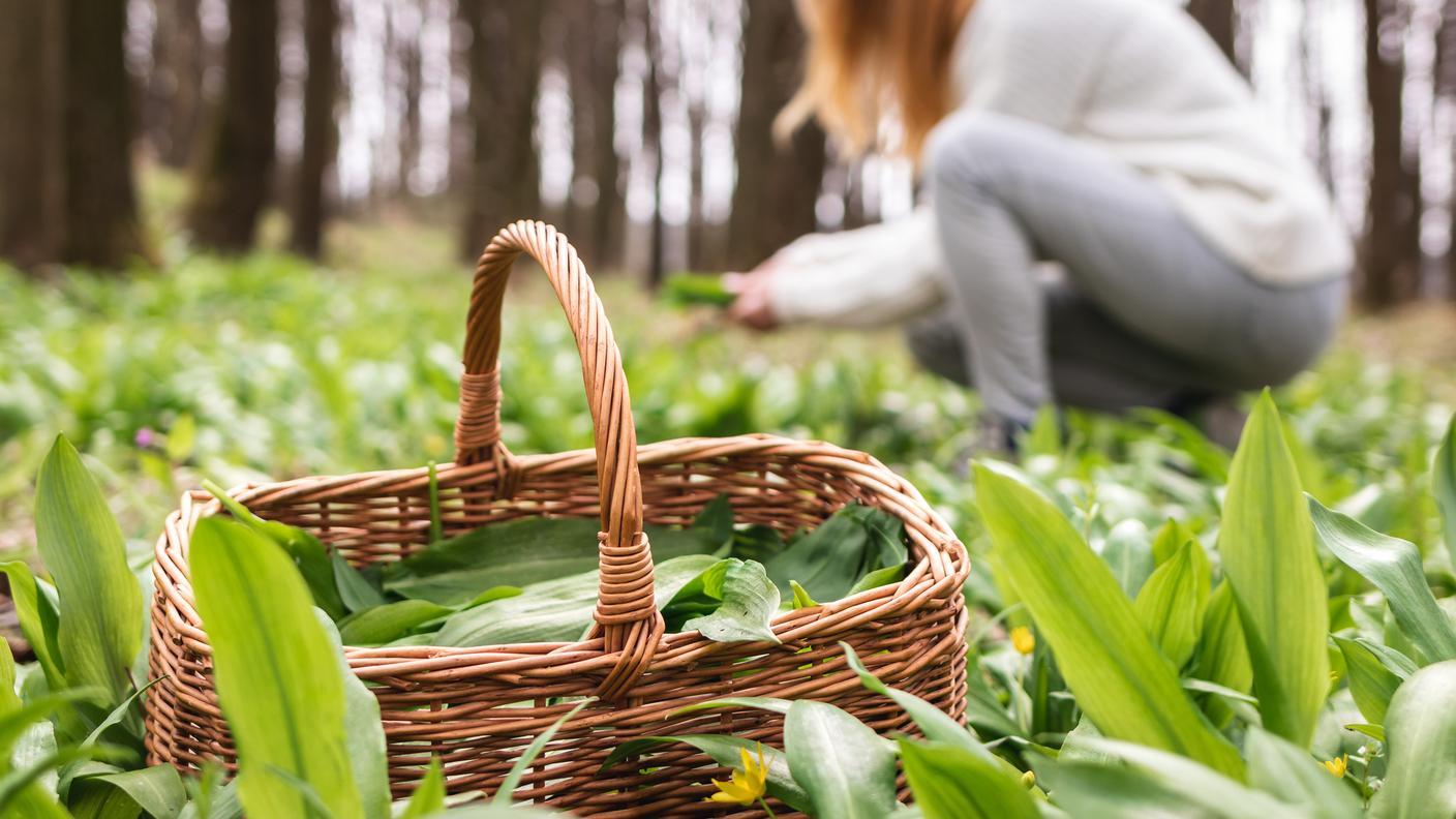  piante commestibili e natura