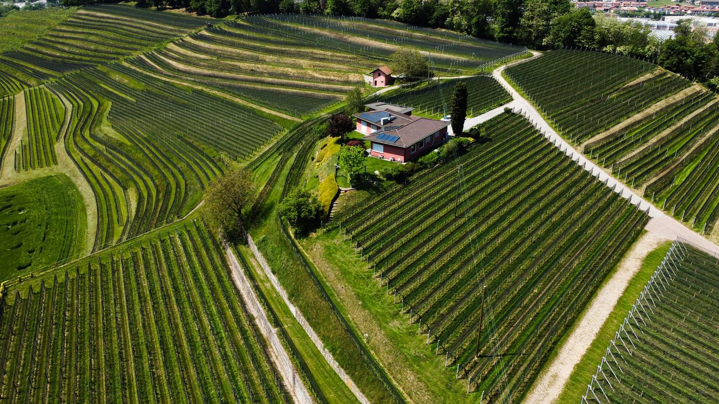 vigneti ticinesi