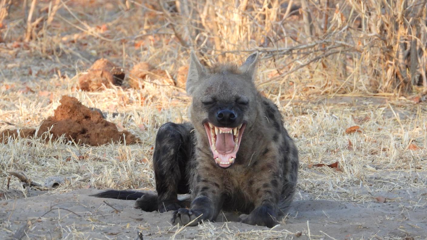 Non è chiaro se la risata nei grandi carnivori sociali, come iene, lupi o cani, abbia la stessa origine evolutiva della nostra risata: le vocalizzazioni di queste specie sono molti difficili da studiare. 