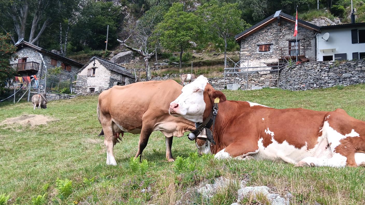 Alcune delle mucche da adottare