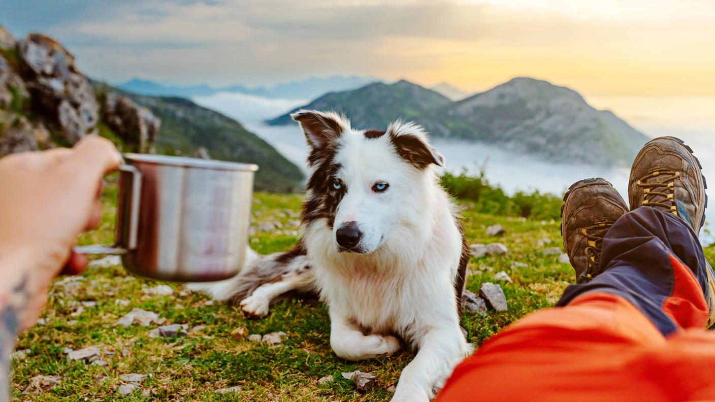 iStock-Dog, Camping, Hiking, Border Collie, Men