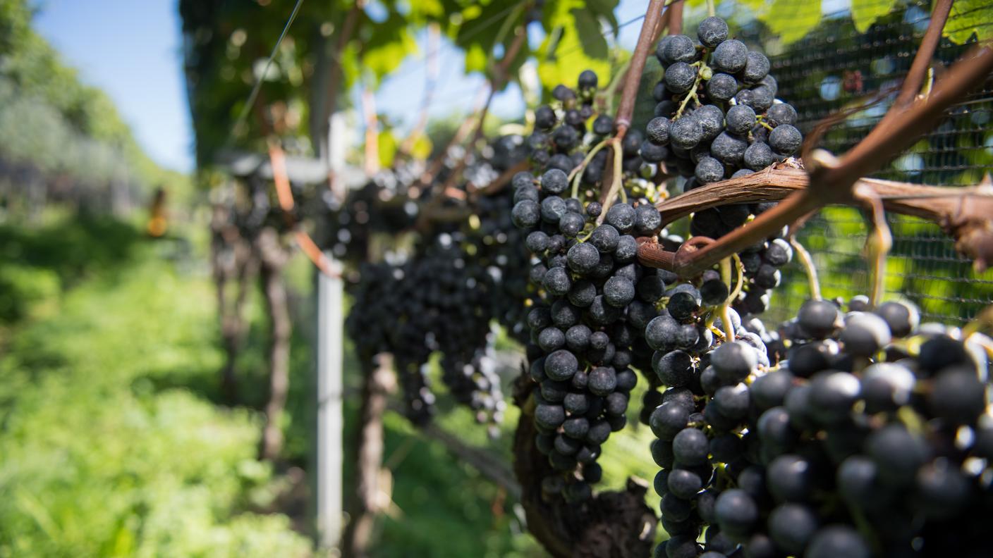 La vendemmia 2024 è stata la seconda peggiore degli ultimi cinquant'anni in Svizzera