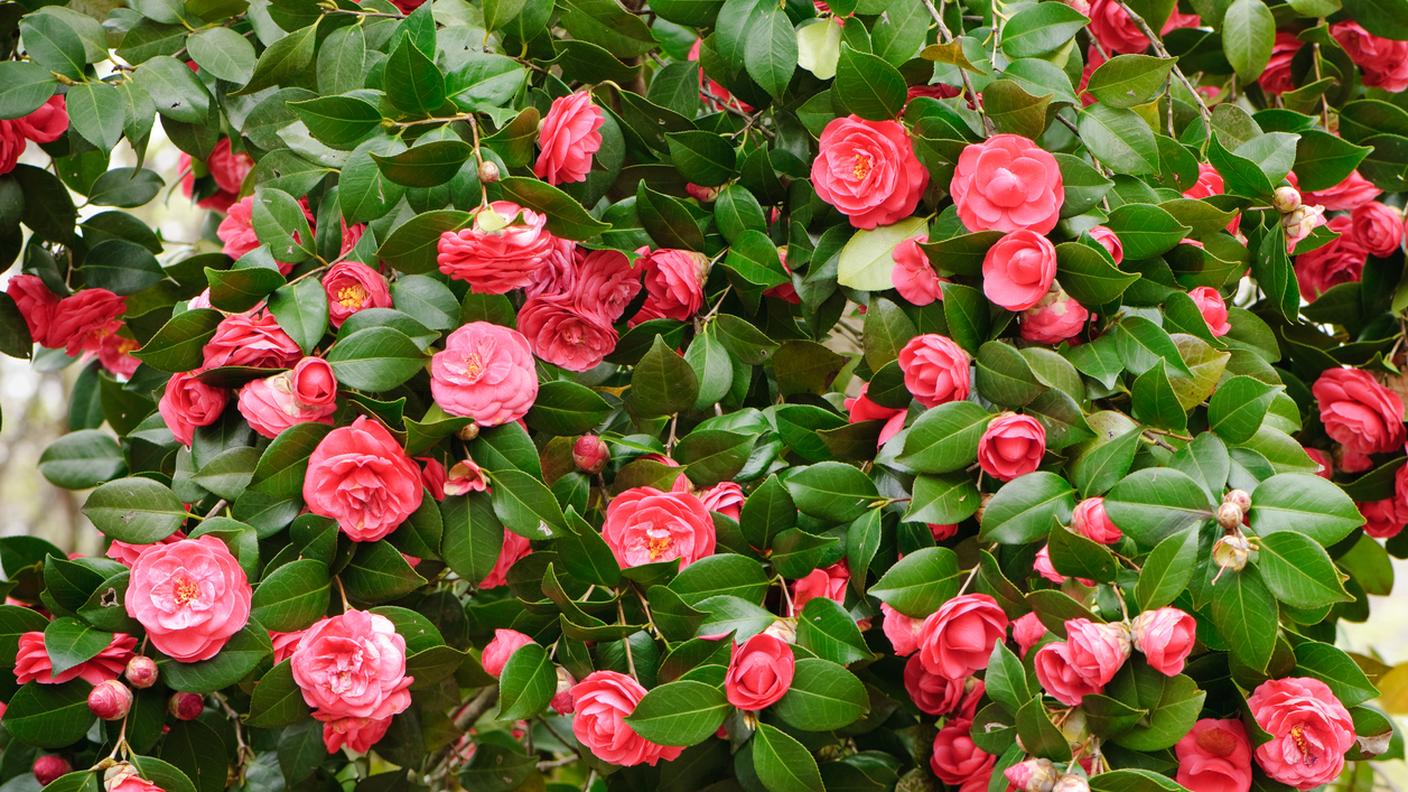 Camelia