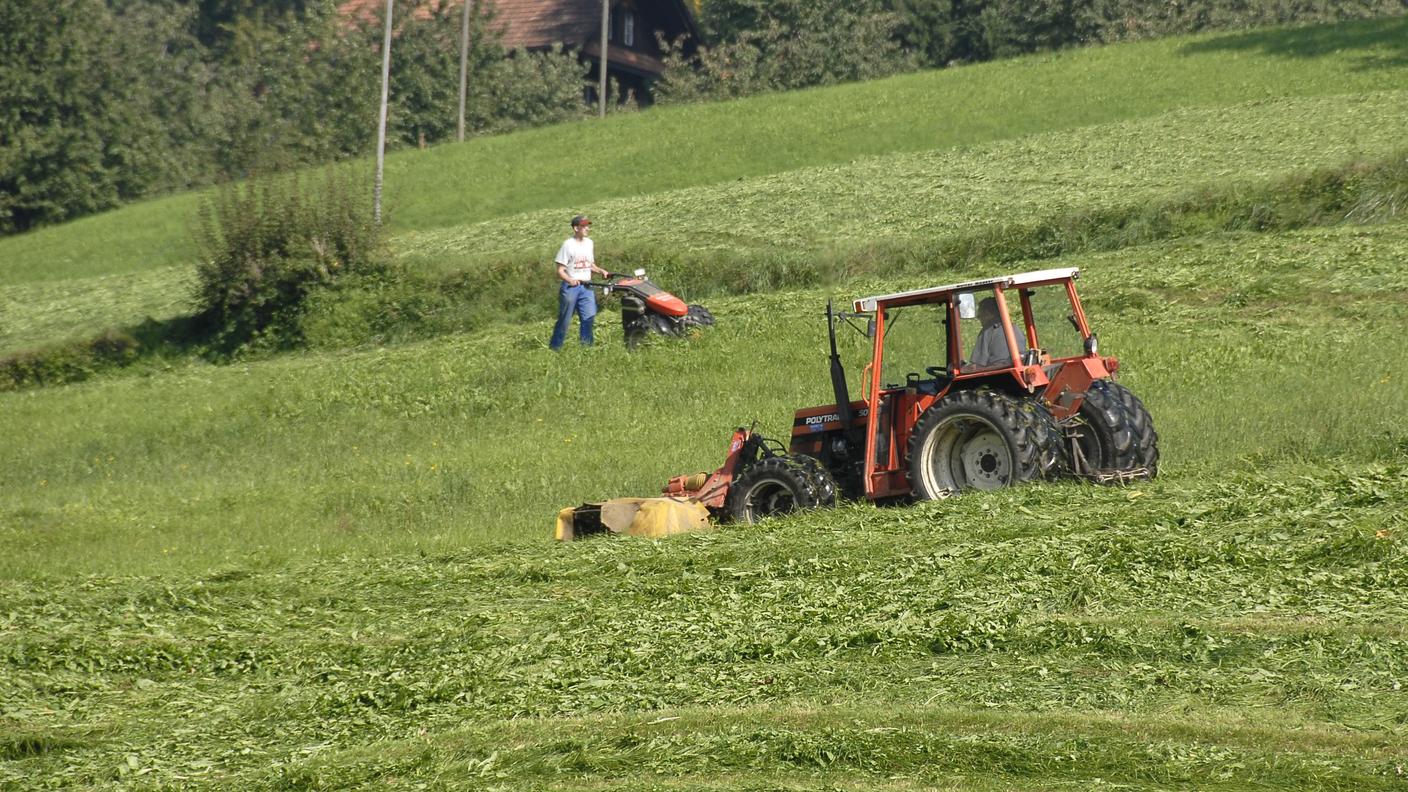 Prato, campo agricolo