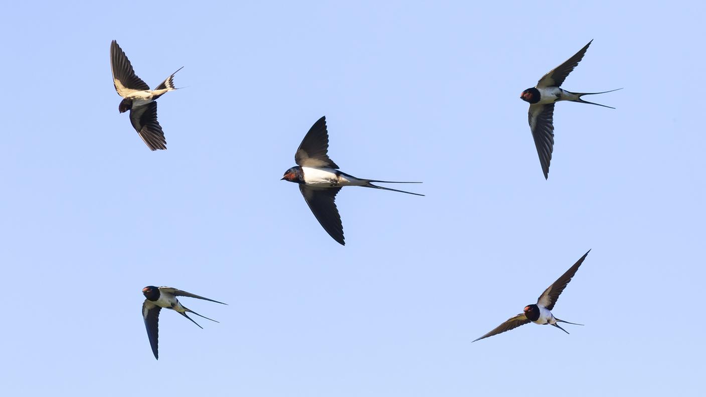 Un gruppo di rondini in volo 