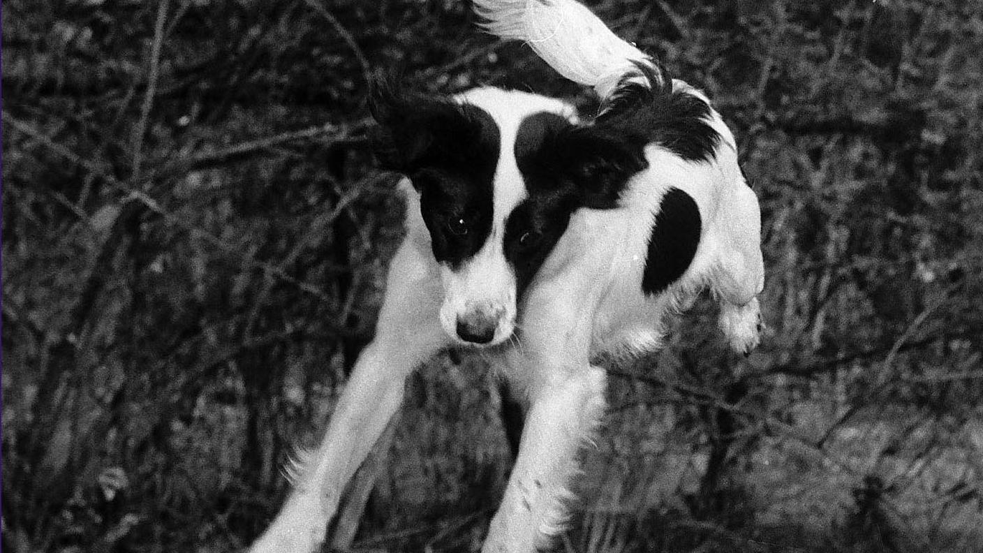 Pickles è stato il cane meticcio che nel marzo 1966 ha ritrovato la Coppa del Mondo Jules Rimet, rubata a Londra quattro mesi prima dei Mondiali