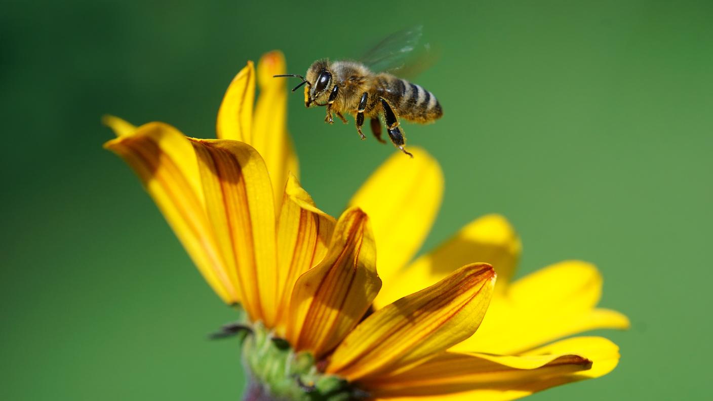 iStock