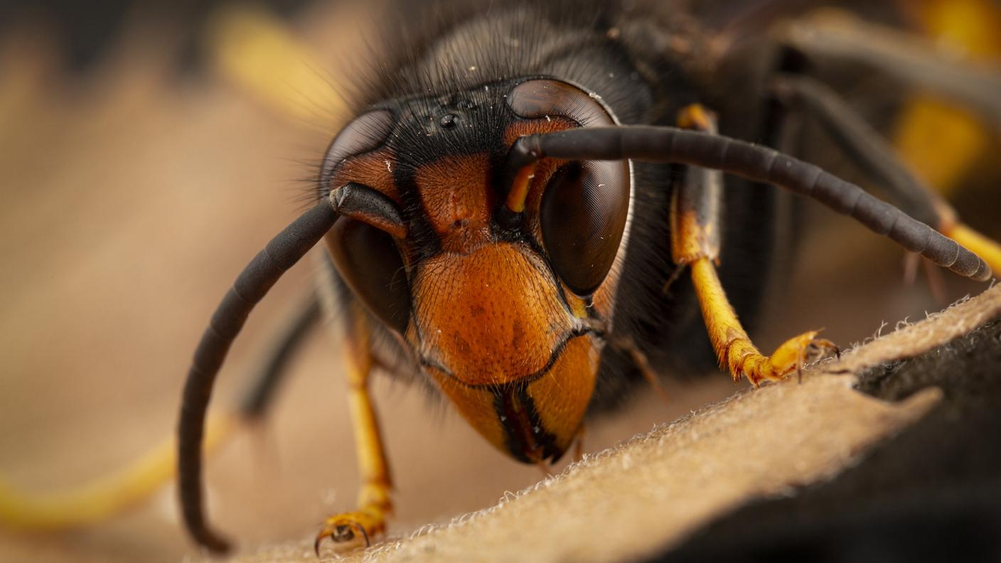 Vespa Velutina