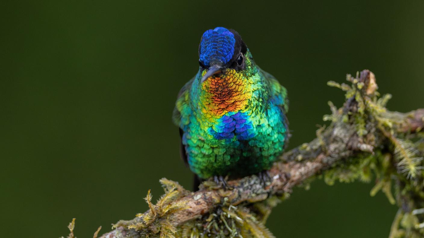 iStock-Costa Rica, colibri, piumaggio 