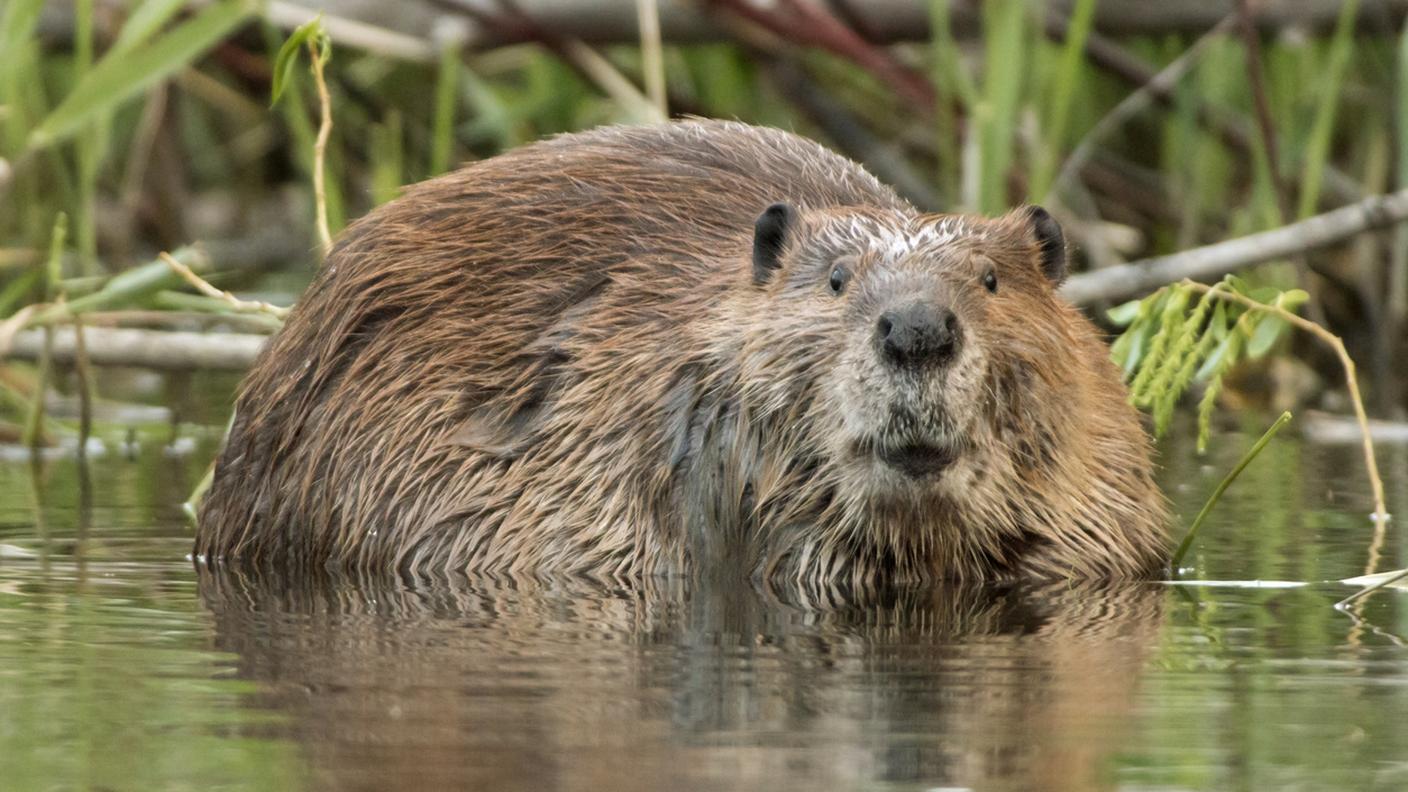 Un castoro nel suo elemento naturale: l'acqua